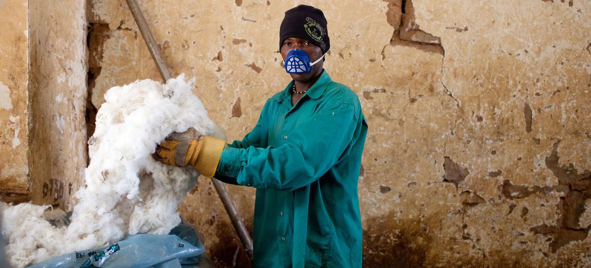 Cotton production contributes significantly to Mali's economy, despite the often challenging trading conditions.